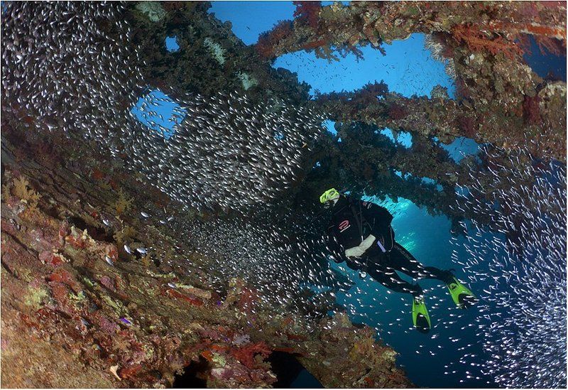 красное море, рэк, карнатик, glass fisch \