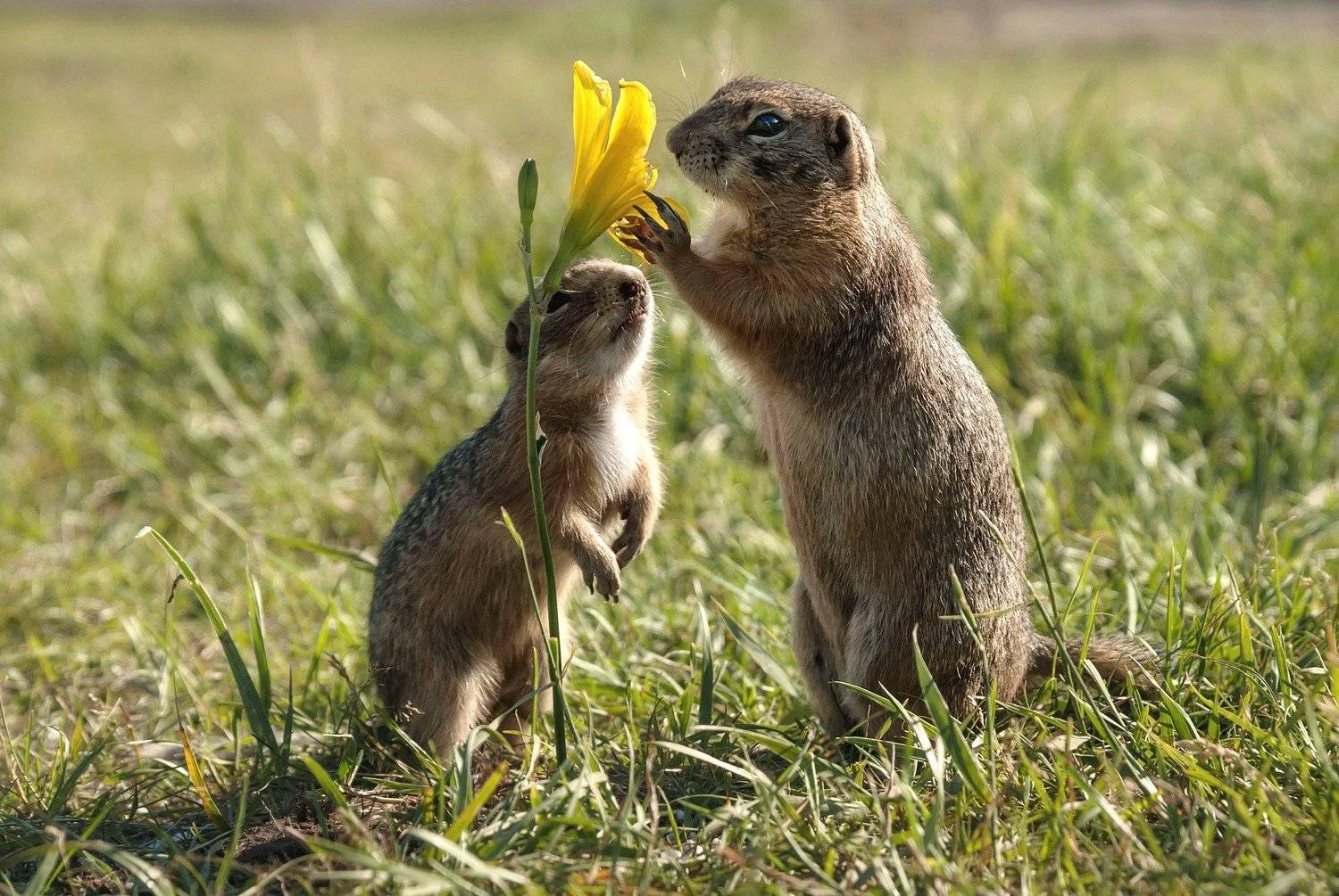 суслики, Марина Фомина