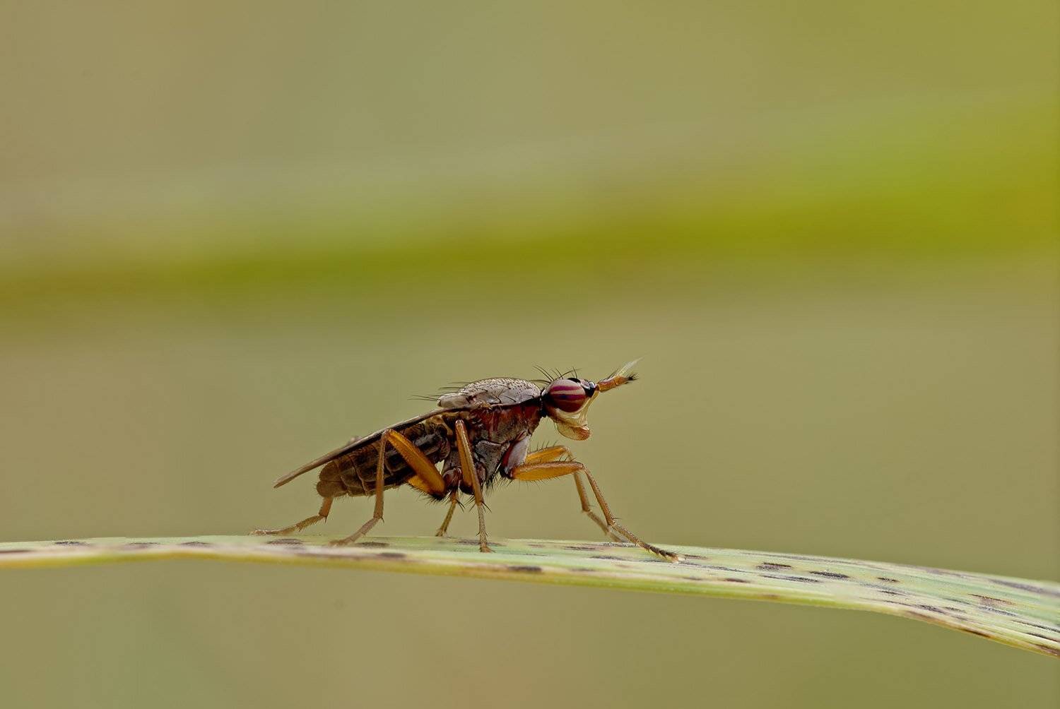 макро, насекомые,, Александр Земляной