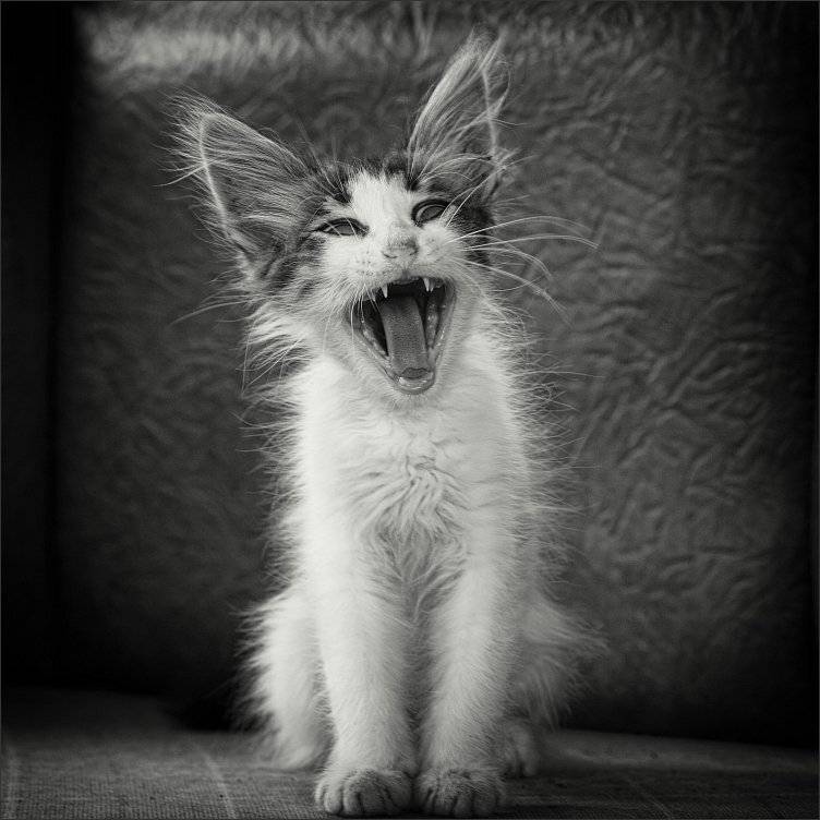 , Сергей Фудиненко