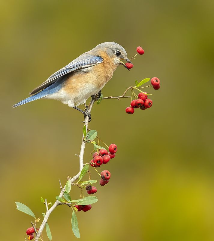 восточная сиалия, eastern bluebird,bluebird Восточная сиалия (самка) - Eastern Bluebird female фото превью