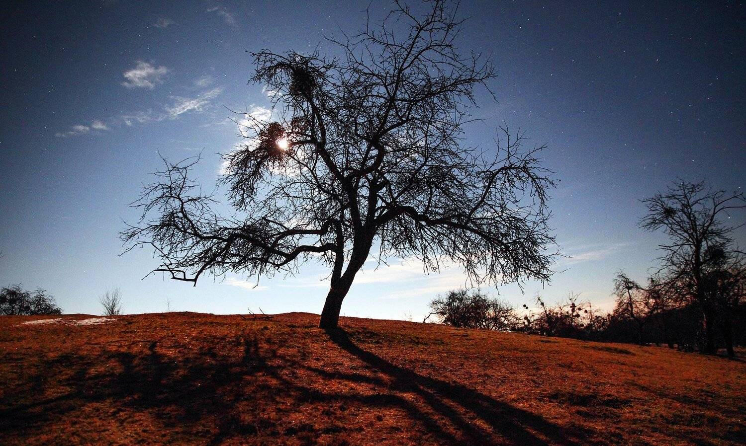 ночь,луна,звёзды,пейзаж,сад, Marat Magov
