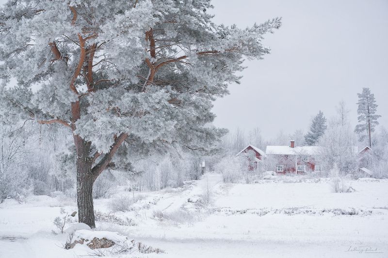 “nature does not hurry, yet everything is accomplished.”                                                          ~ lao tzu Falu Red фото превью