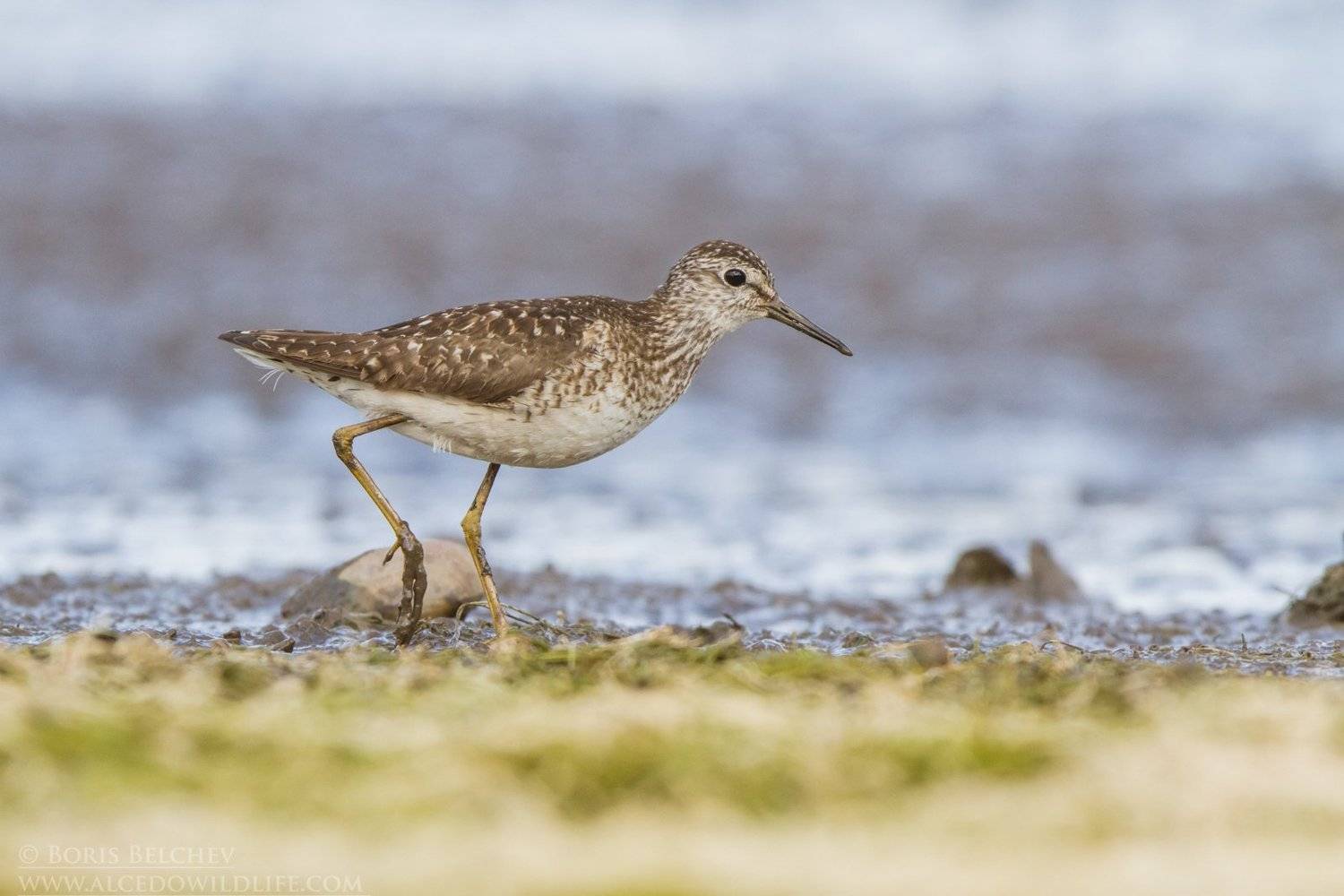 , Борис Белчев