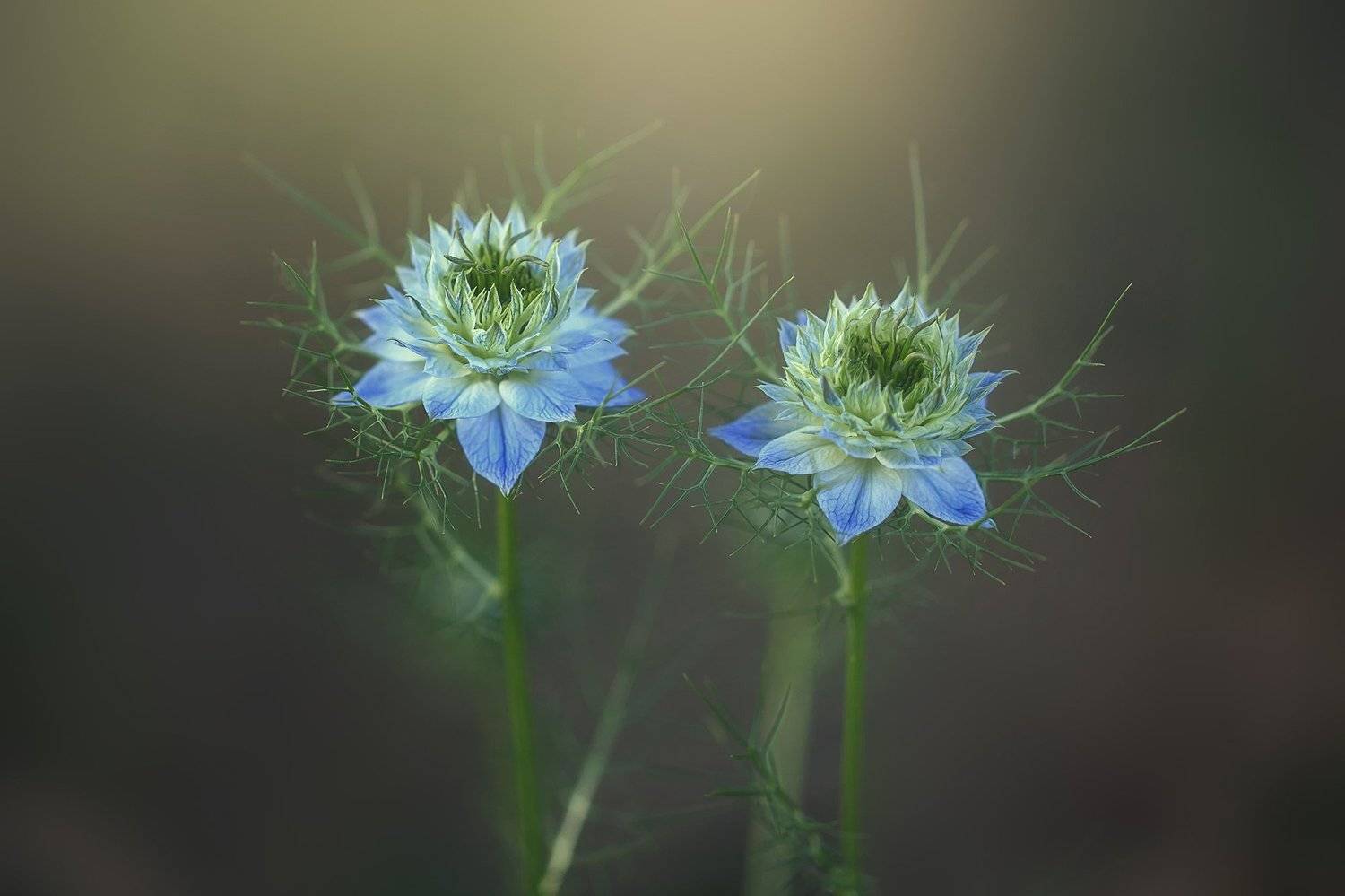 , Инна Сухова