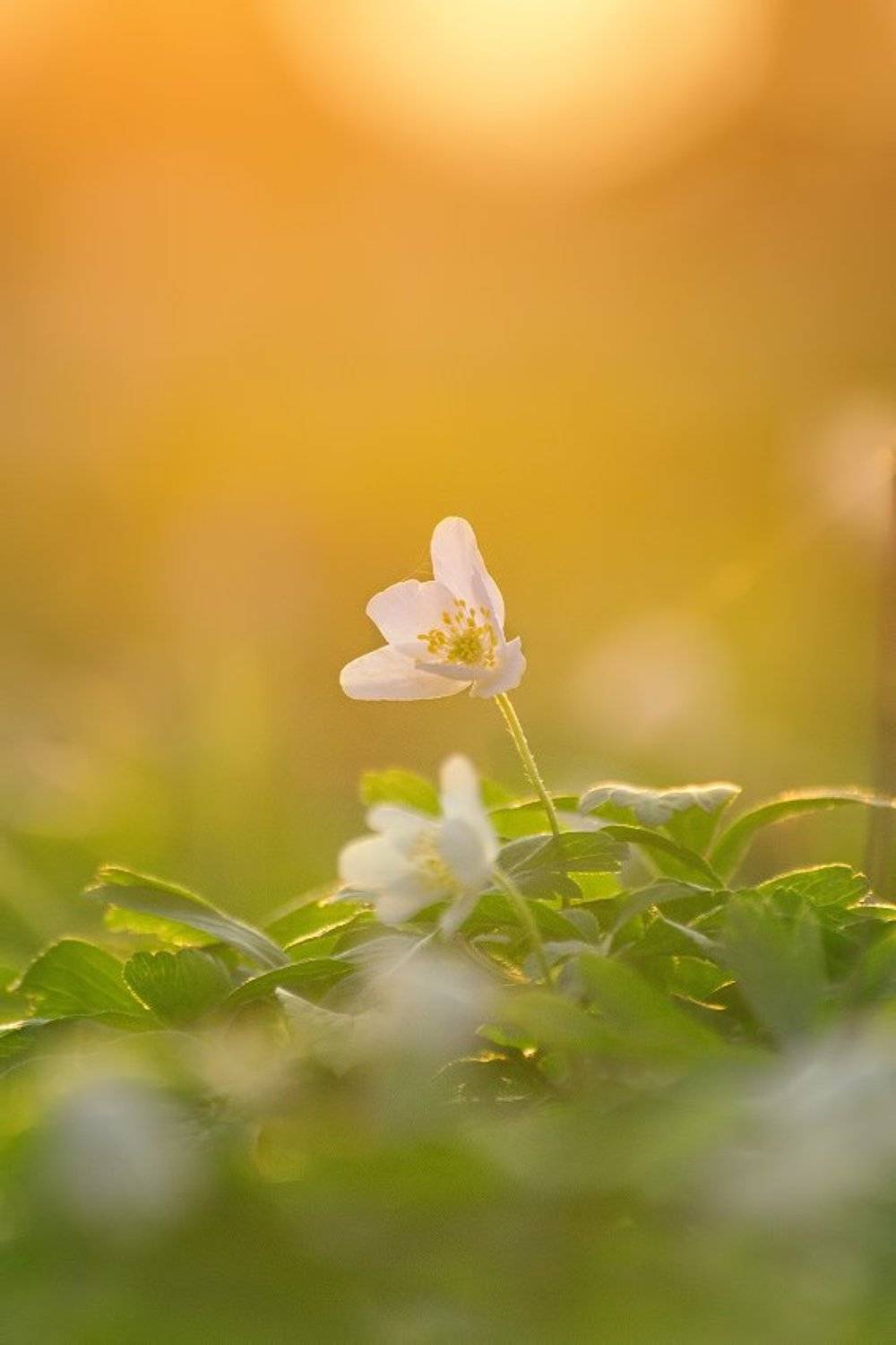 весна, макро, природа, цветы, Сипаева Катерина