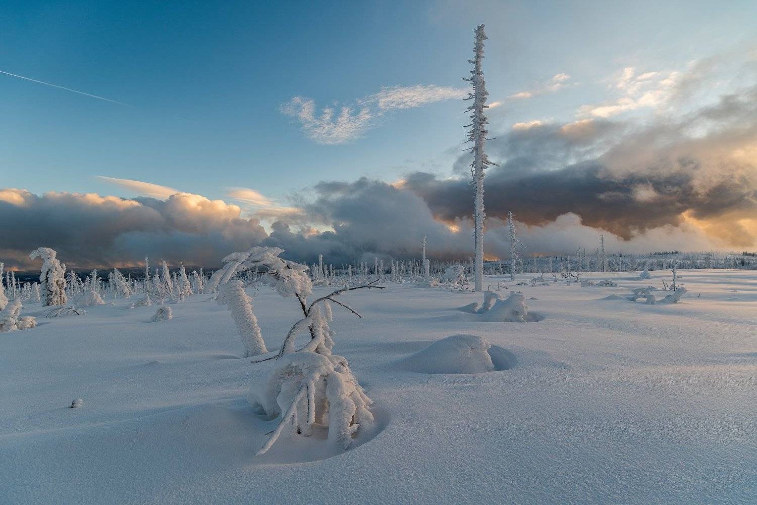 snow,snowy,fresh,winter,landscape,nature,tree,trees,czech,, David Charouz