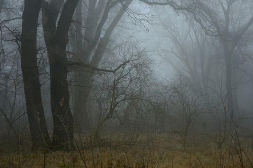 Дубовая роща