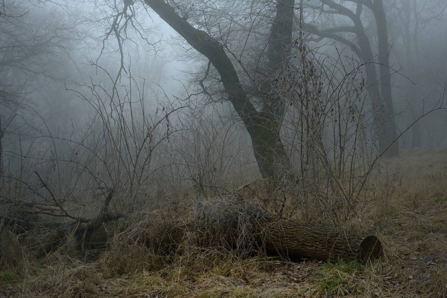 роща туман утро дуб, Александр Жарников