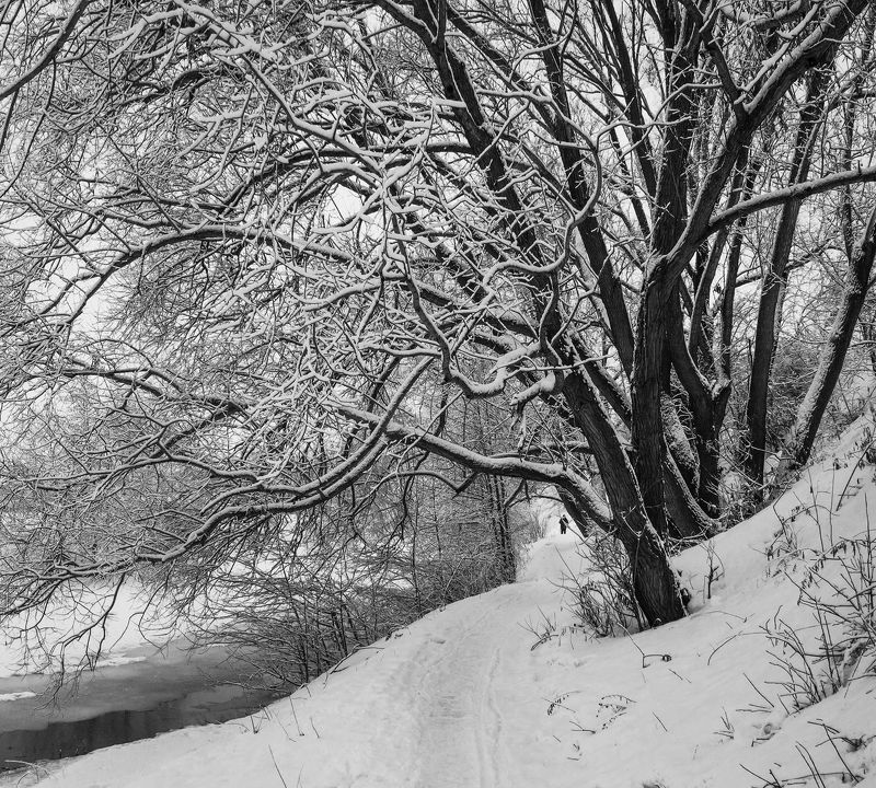 жанр, ч/б, снег, b&w, black and white,черное и белое, черно-белое,графика, плетёнка, рязань Щупальца зимы фото превью