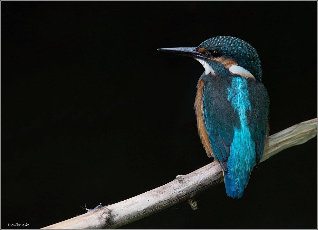 зимородок,тёмный, фон,тень, Александр Чувилин