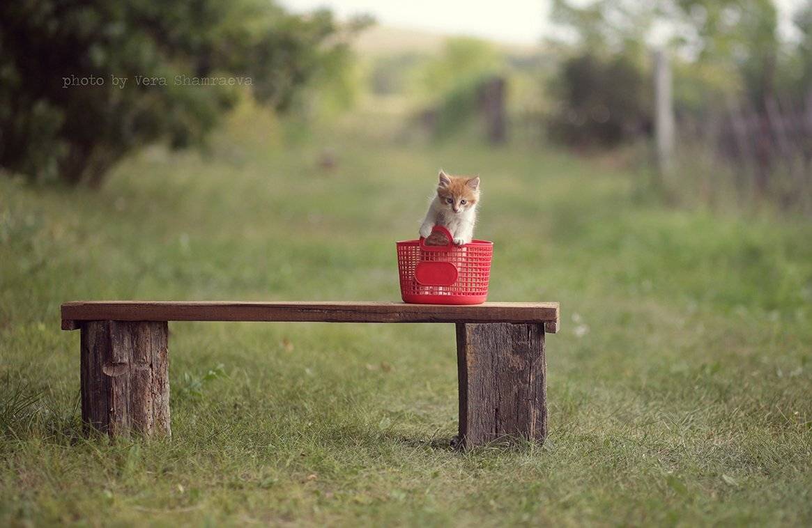 корзина котенок лето, Вера Шамраева