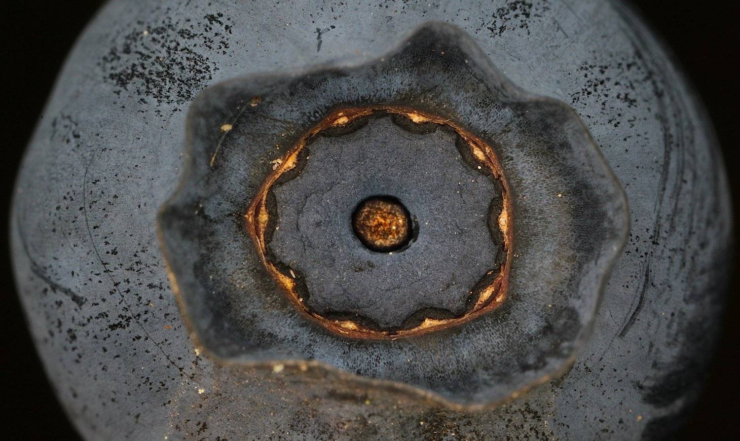 ягода, черника, vaccinium, myrtillus, bilberry, Александр Зорин