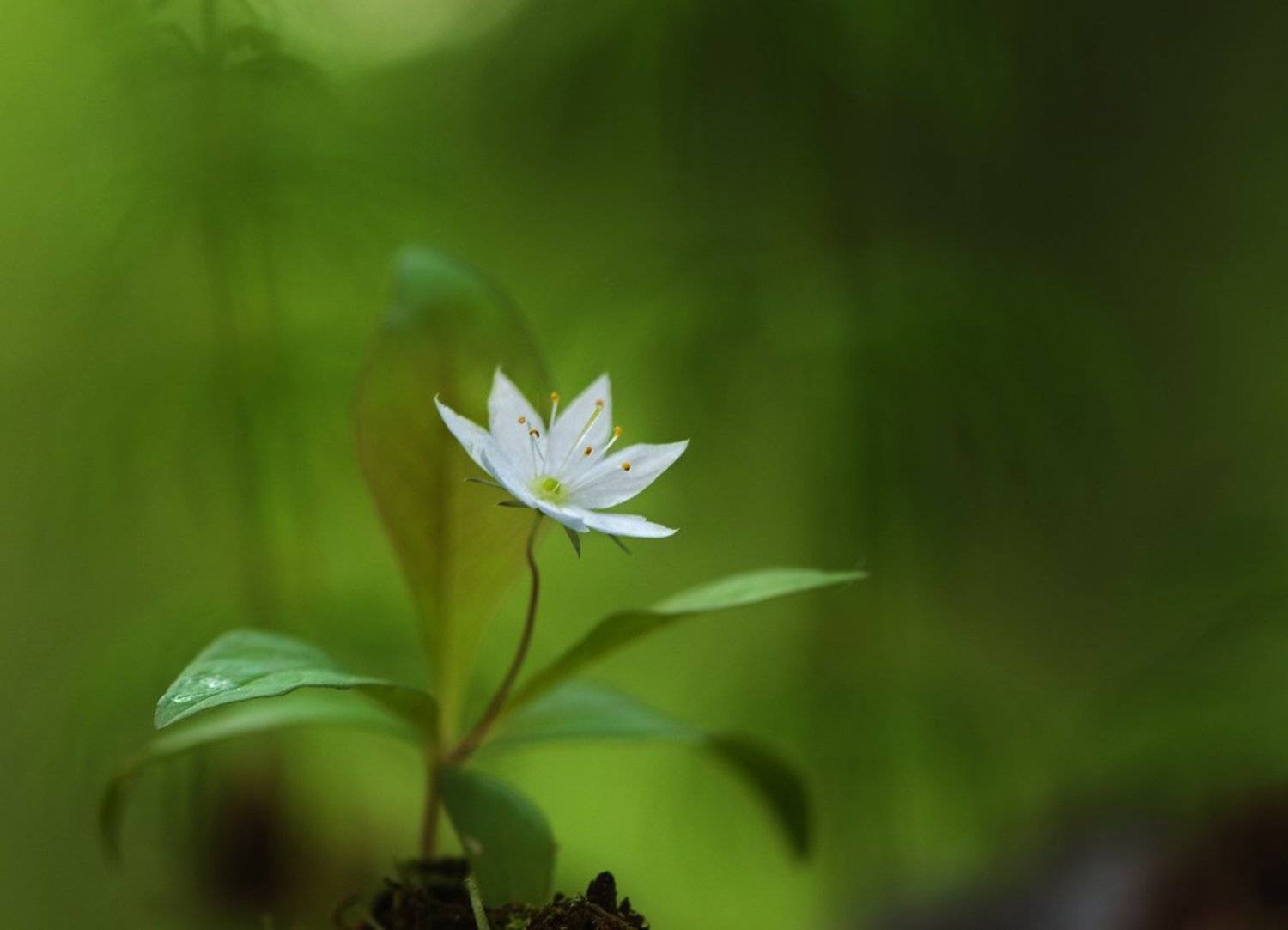 макро,седмичник европейский,лес,весна,природа, Наталия К