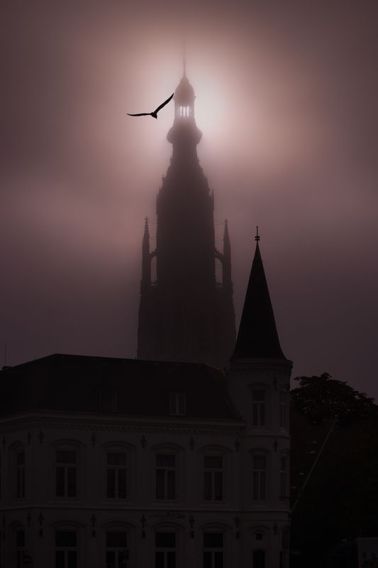 #city, #church, #fog, #bird Church of Breda on a foggy morning фото превью