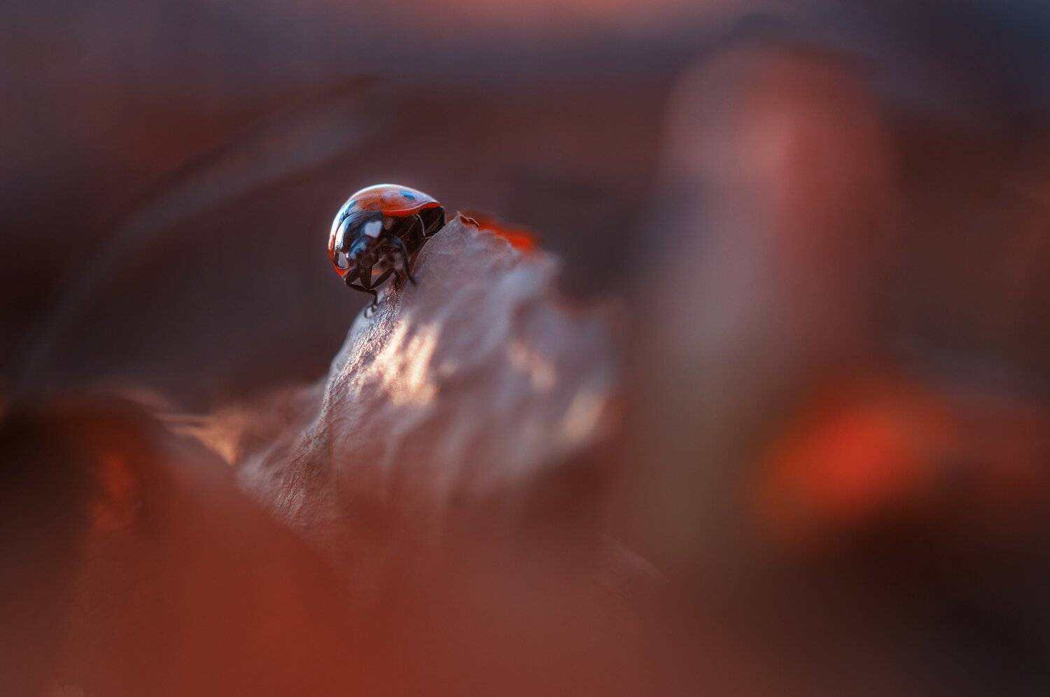 макро, божья коровка, жуки, природа, красота, насекомые, закат, Людмила Гудина