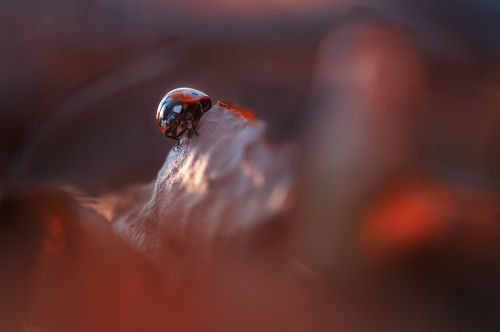 На склоне дня