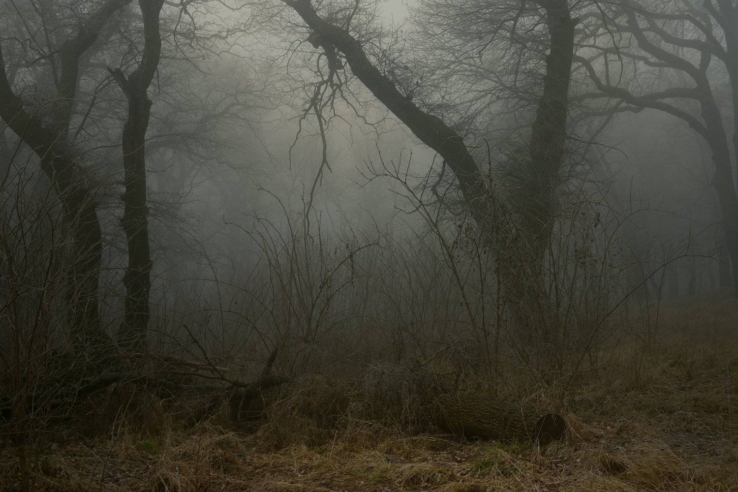 роща туман утро дуб, Александр Жарников