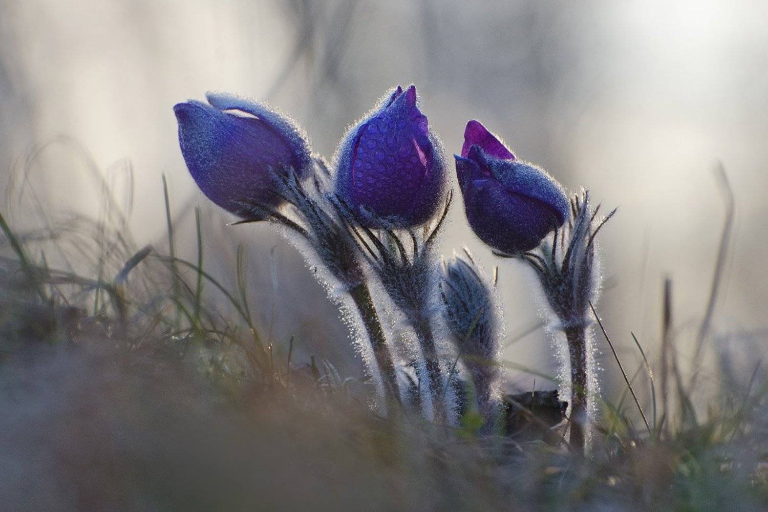 прострел, сон - трава, апрель, весна, Михаил Агеев