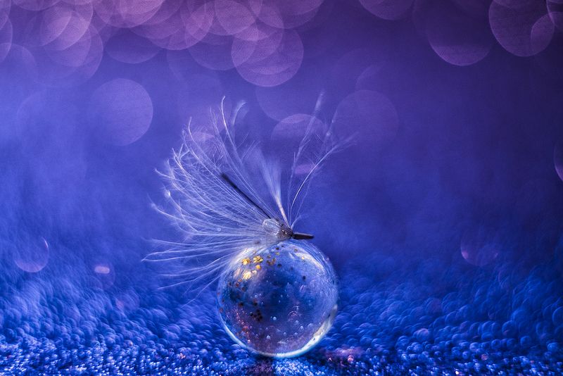 макро, макрофотография, макросъёмка, капли, цвета, градиент, боке  фото превью