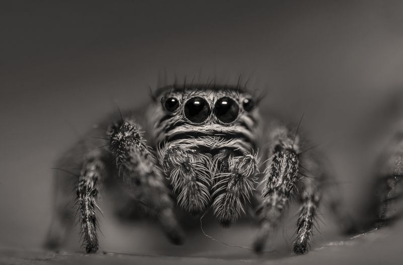 макро, природа, чб,паук, глаза, хищник, охотник, дикая природа По ту сорону фото превью
