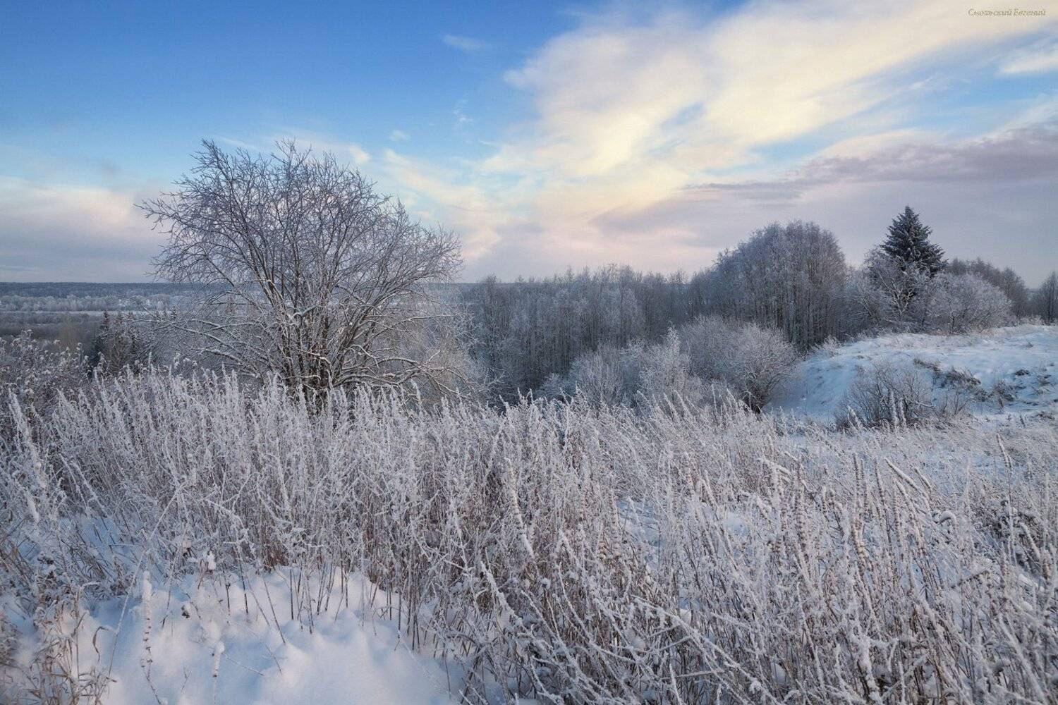 зима, закат, лес, мороз, снег, вечер, ель, Смольский Евгений