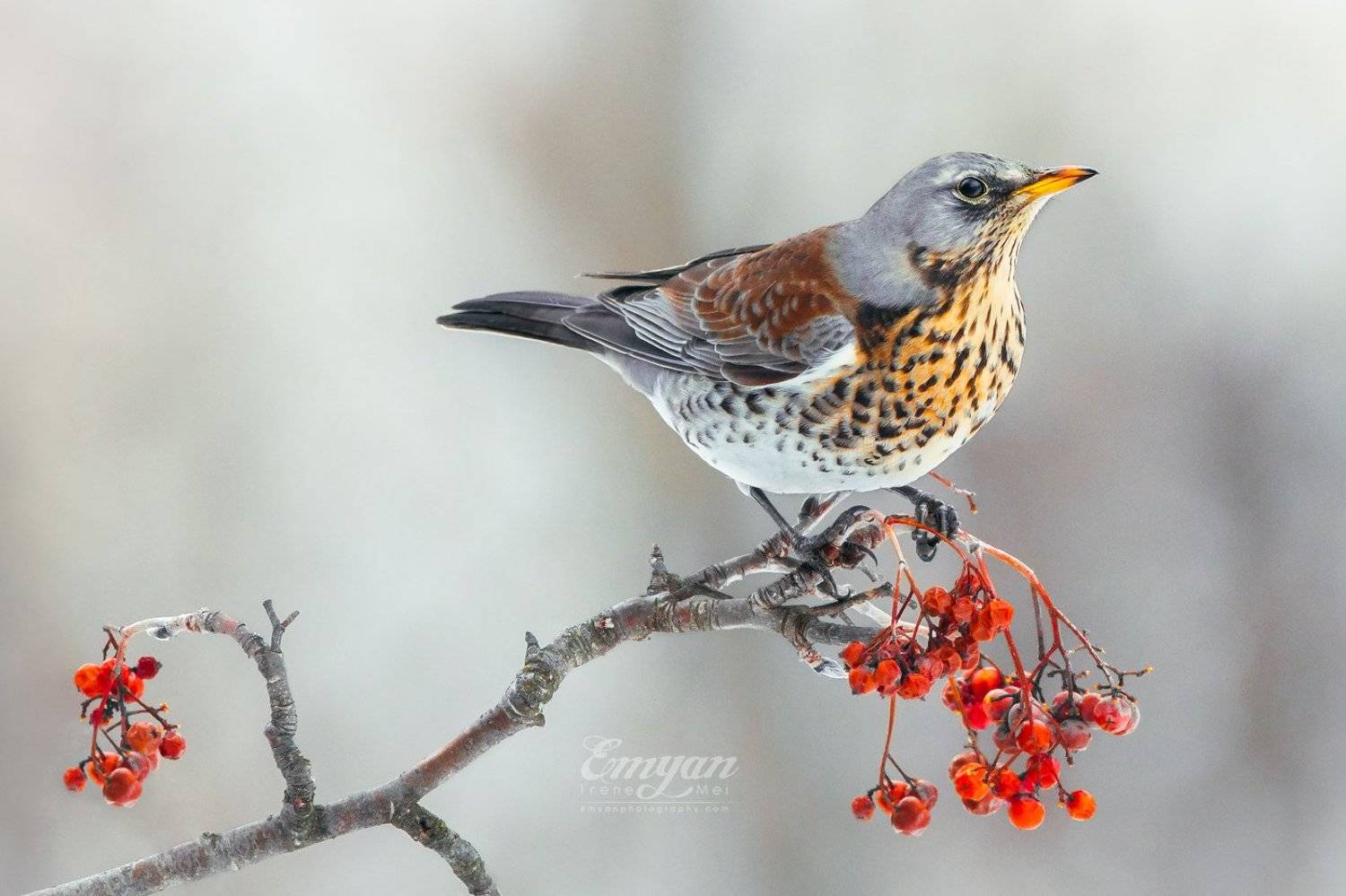 fieldfare, turdus pilaris, дрозд-рябинник, рябинник, animals, birds, nature, wildlife, rowanberry, winter, kharkiv, ukraine, харьков, украина, дрозд, птицы, Emyan