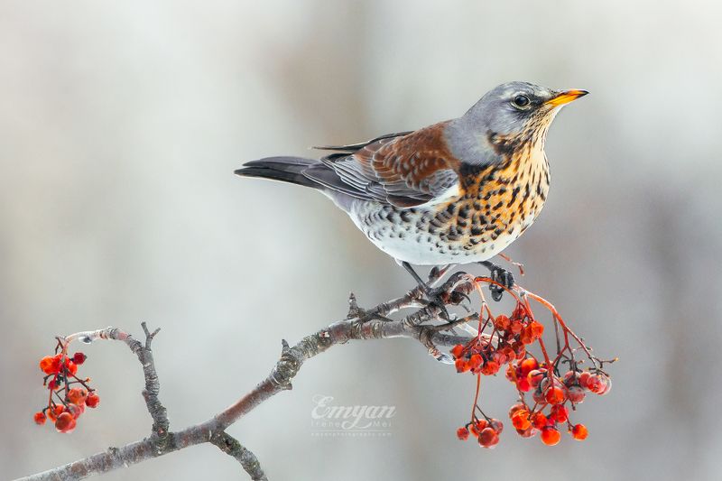 fieldfare, turdus pilaris, дрозд-рябинник, рябинник, animals, birds, nature, wildlife, rowanberry, winter, kharkiv, ukraine, харьков, украина, дрозд, птицы Зимний завтрак фото превью