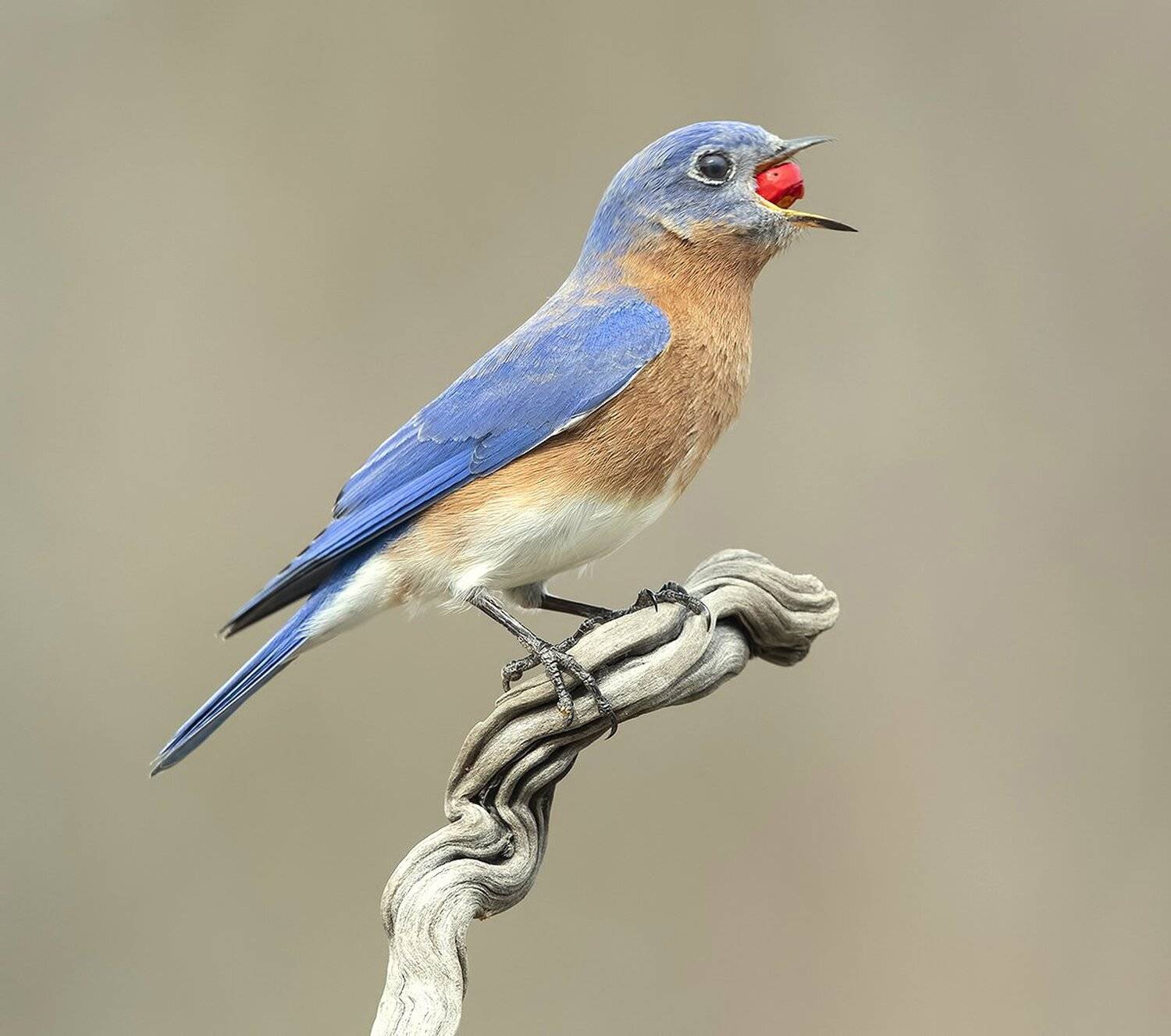 восточная сиалия, eastern bluebird, bluebird, Elizabeth Etkind