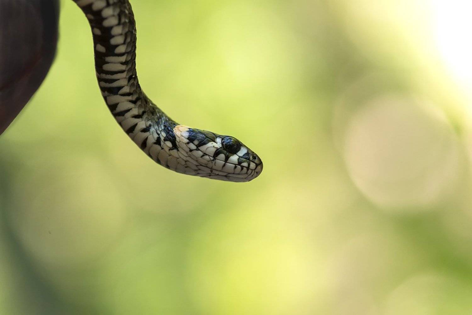 макро, мелкие позвоночные, уж, Александр Земляной