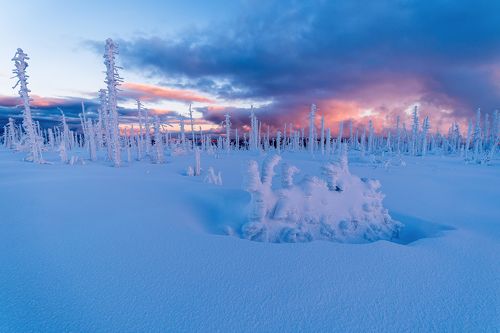 Freshly snow
