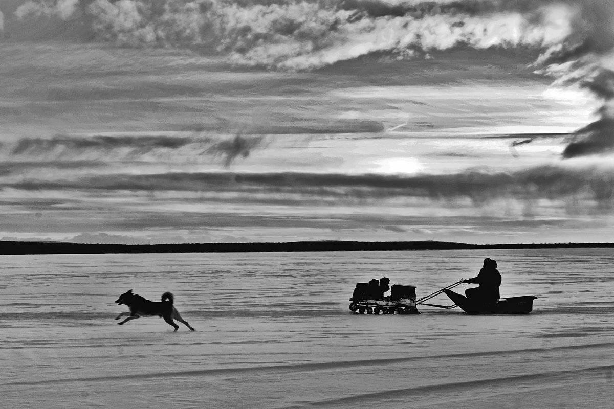 зима, снег, озеро, собака, чб, апатиты, Николай Смоляк