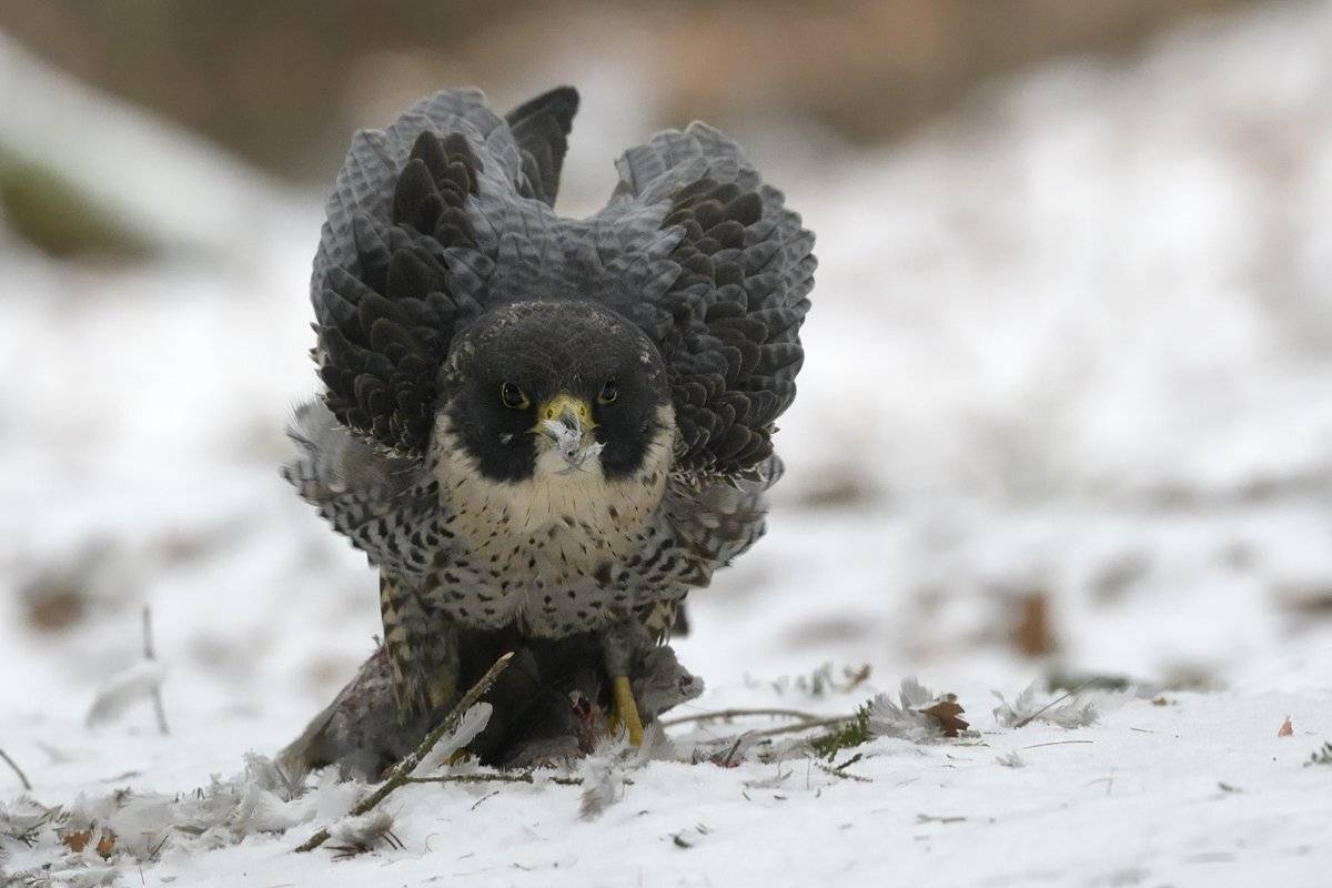 птицы birds, Jaroslav Mego