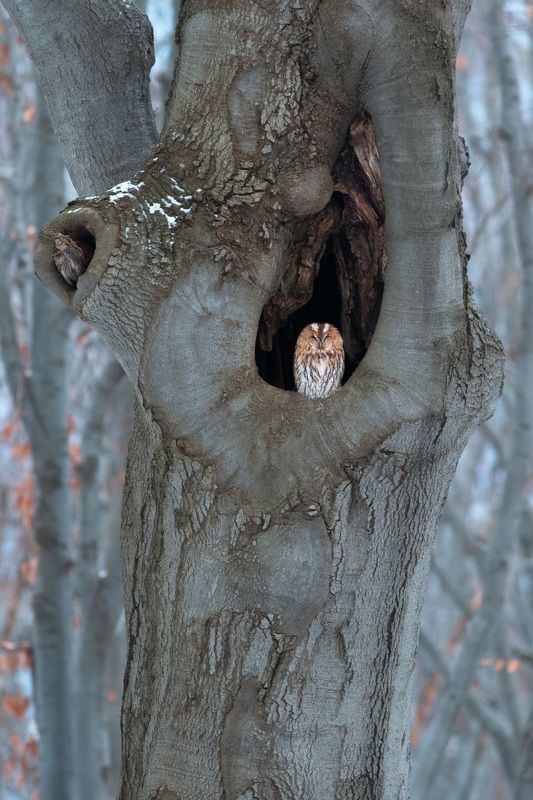 лесной страж фото превью