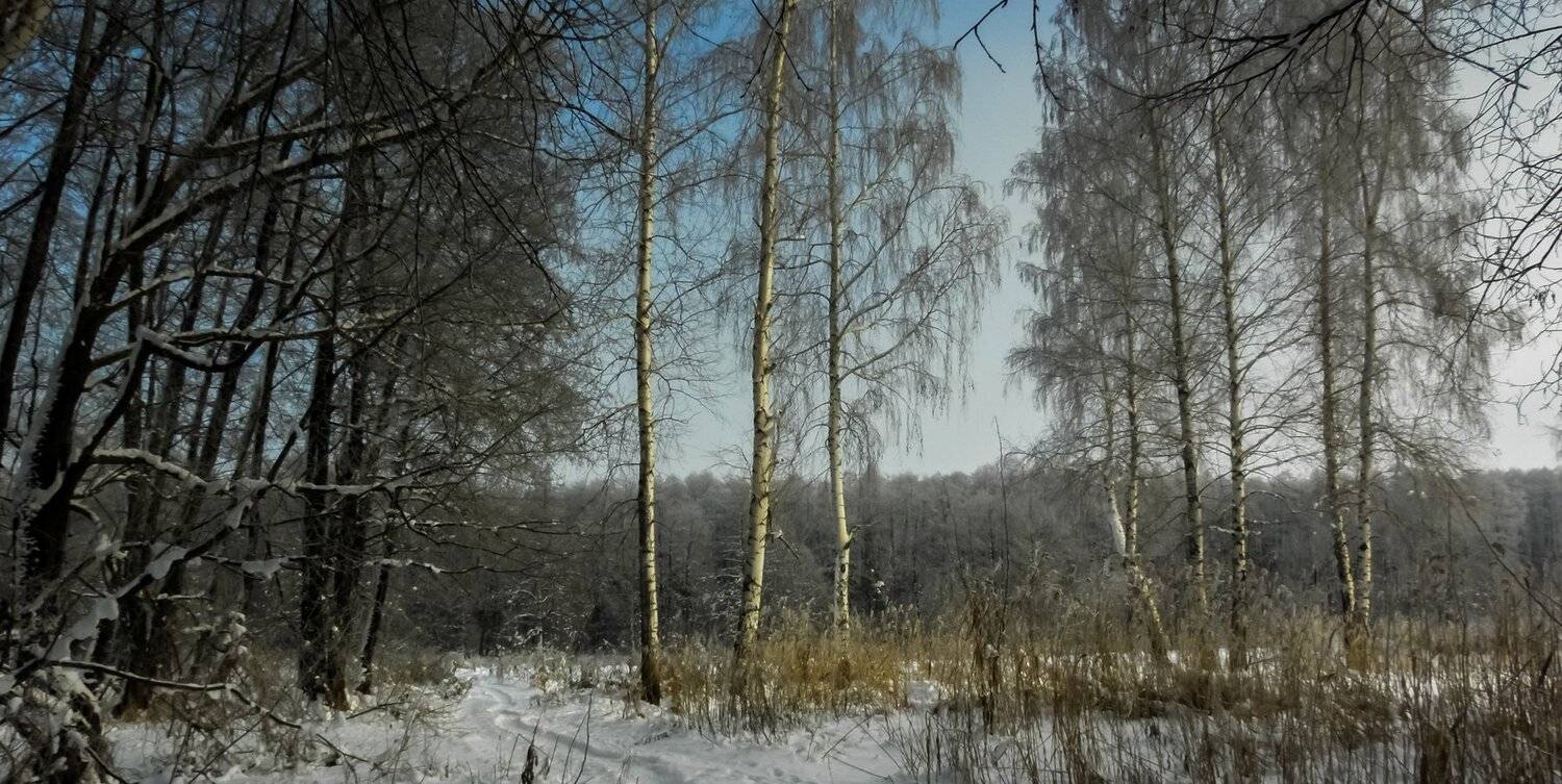 лес, зима, иней, мороз, берёзы, ольха, Руслан Востриков