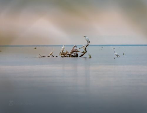 Акварельное утро