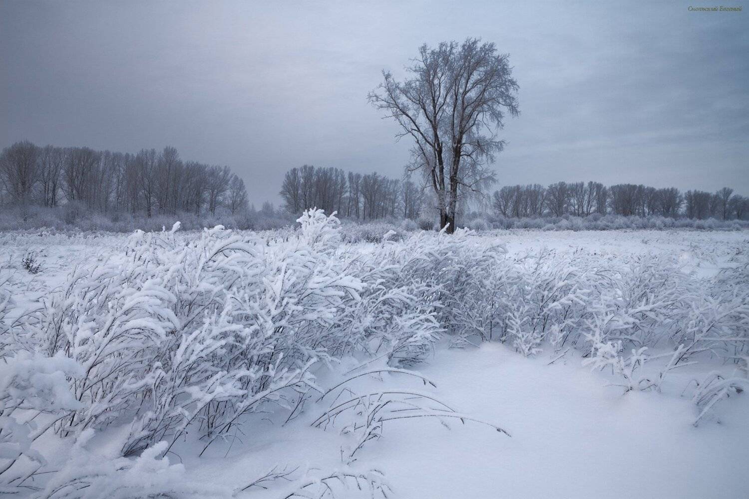 зима, снег, мороз, трава, тополь, поле, поляна, дерево, Смольский Евгений