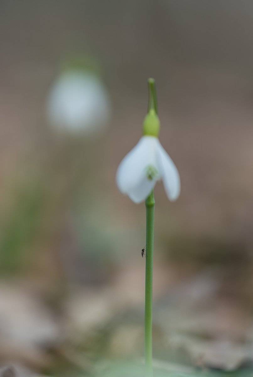 природа, макро, растения, цветы, галантус, подснежники, Александр Земляной
