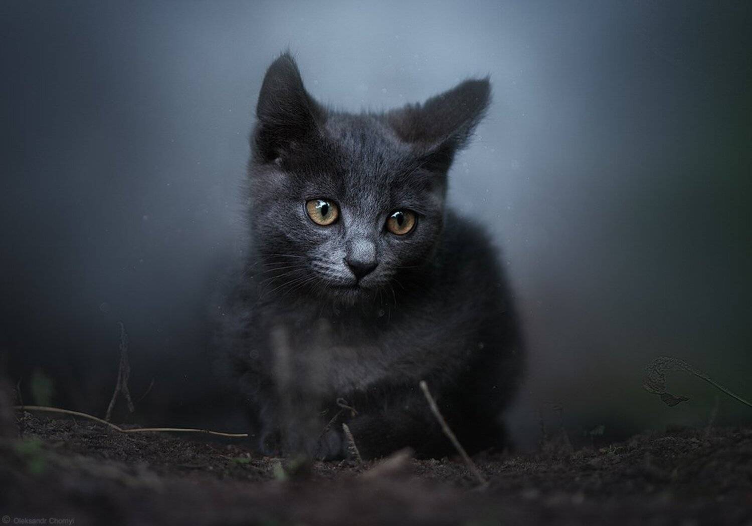 украина, коростышев, милый, котенок, нежность, сказка, душа, глаза, волшебный, гармония, глубина, красивый, свет, боке, фотограф, чорный,, Александр Чорный