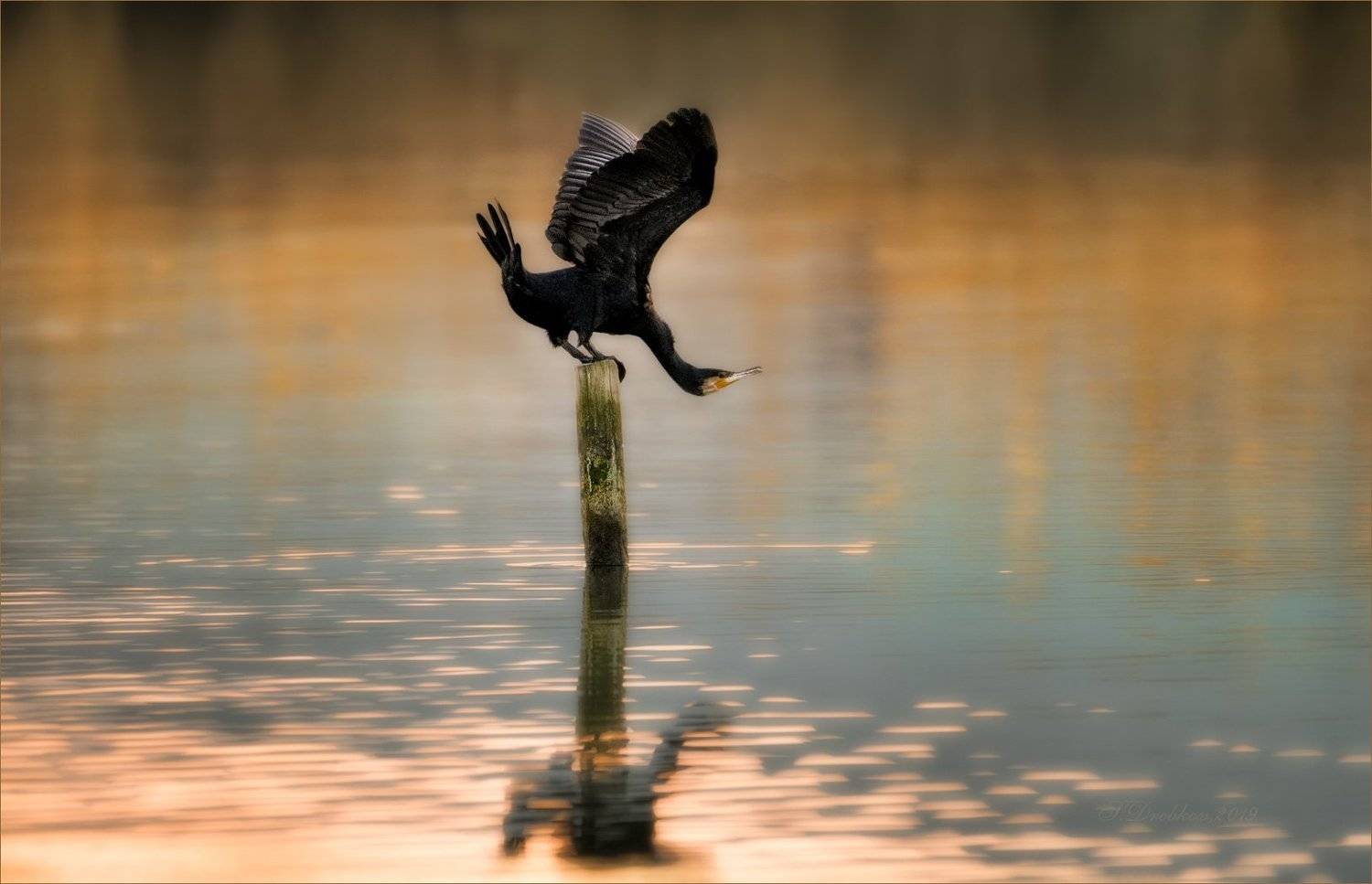 баклан, вода, закат, фауна, Sergey Drobkov