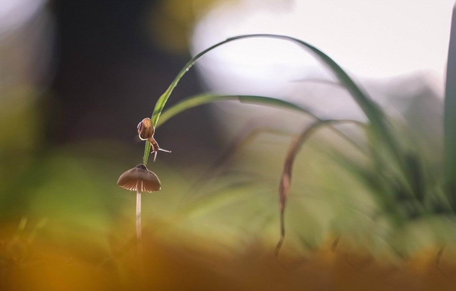 , Вячеслав Мищенко