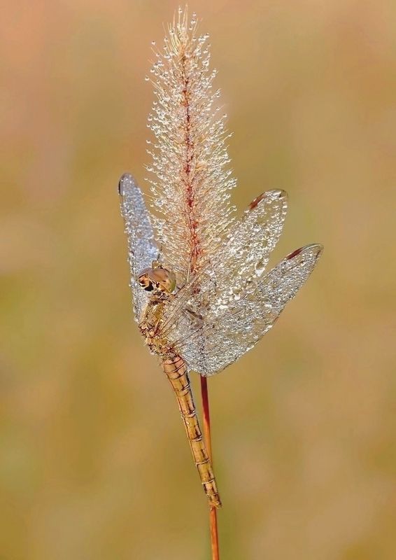 капли, как бриллианты фото превью