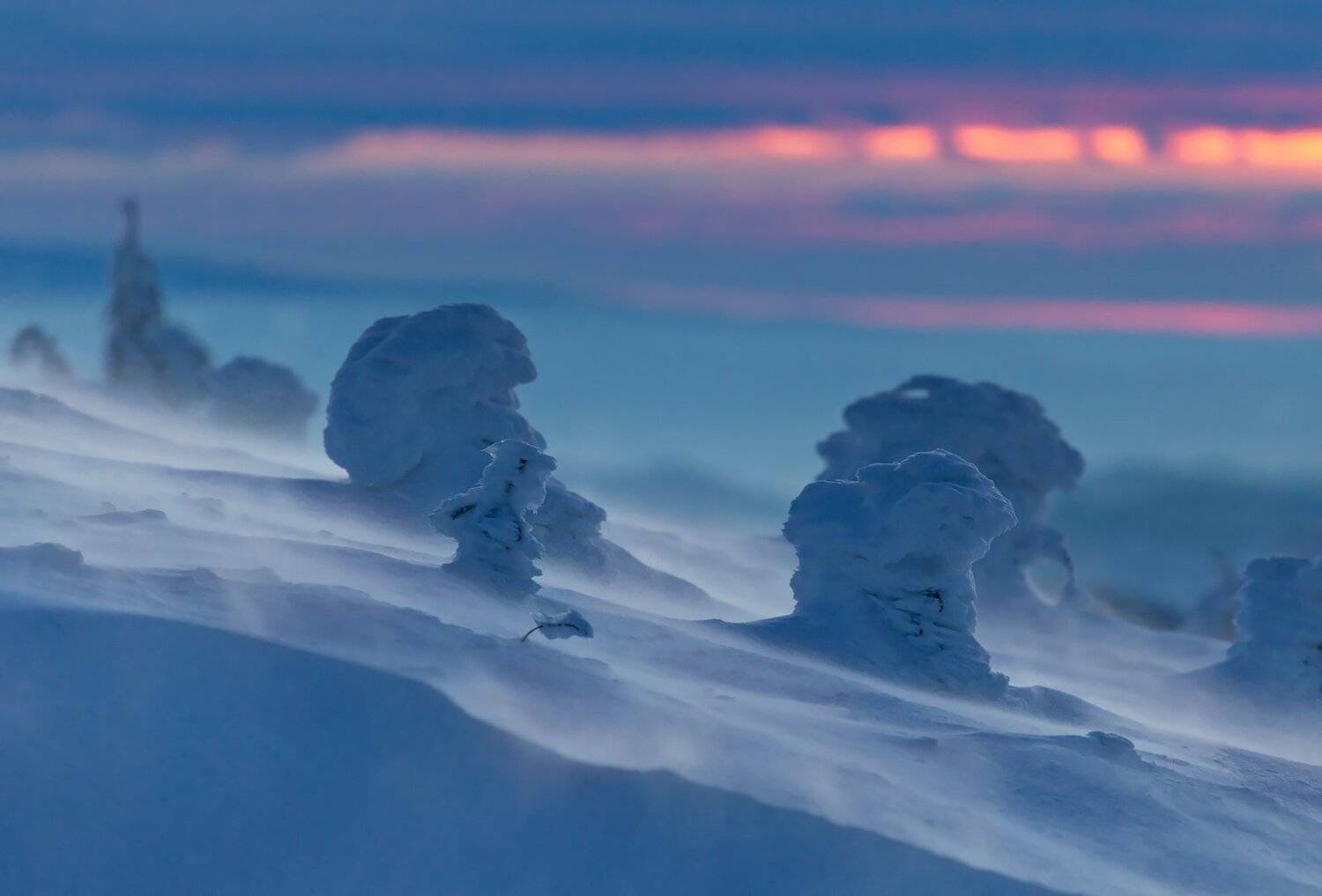 winter, trees, blizzard, snow, landscape, travel, nature, mountain, romania, cold, Lazar Ioan Ovidiu