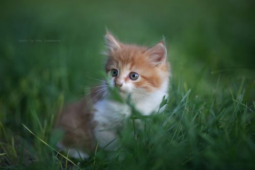 Маленький кот