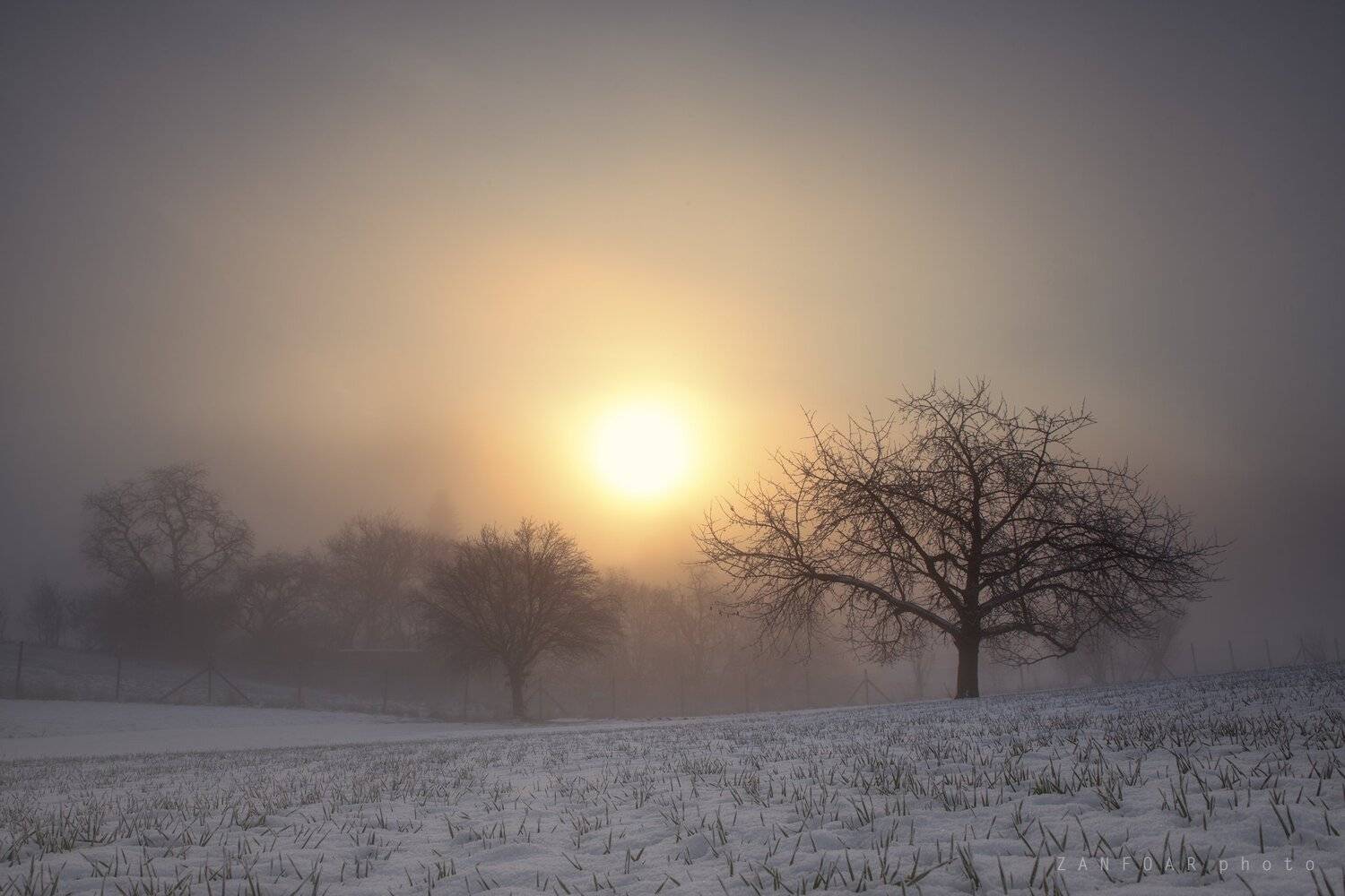 зимние туманы,sun,winter,snow,trees,tree,zanfoar,czech republic,bohemia,morvia,nikon d750,nature,landscape,чехия, Zanfoar