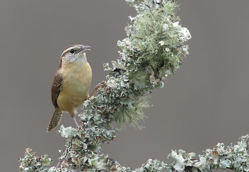 Крапивник Каролинский - Carolina Wren