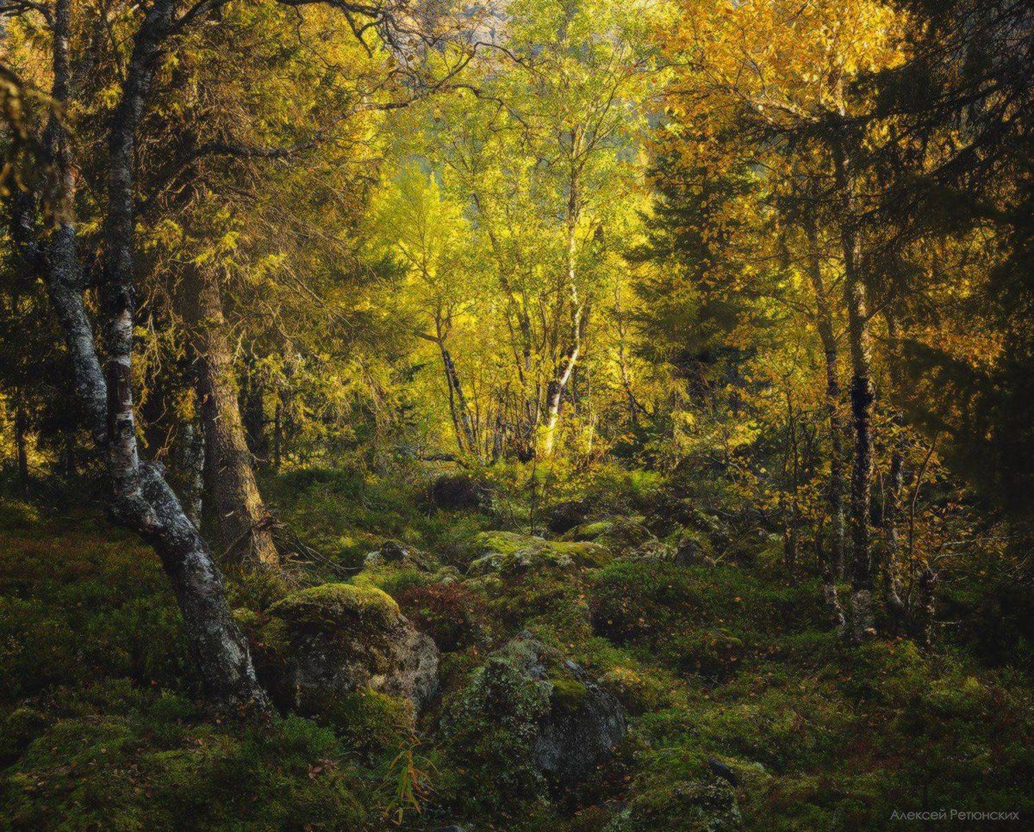 север,сейдозеро,осень,тундра,камни,мох, деревья,лес,, Алексей Ретюнских