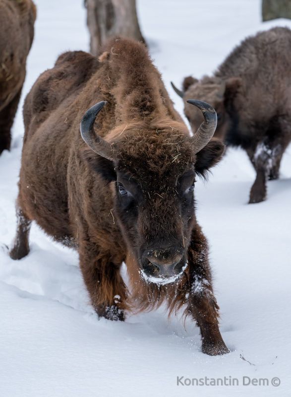 Зимняя прогулка по Приокско-террасному заповеднику фото превью