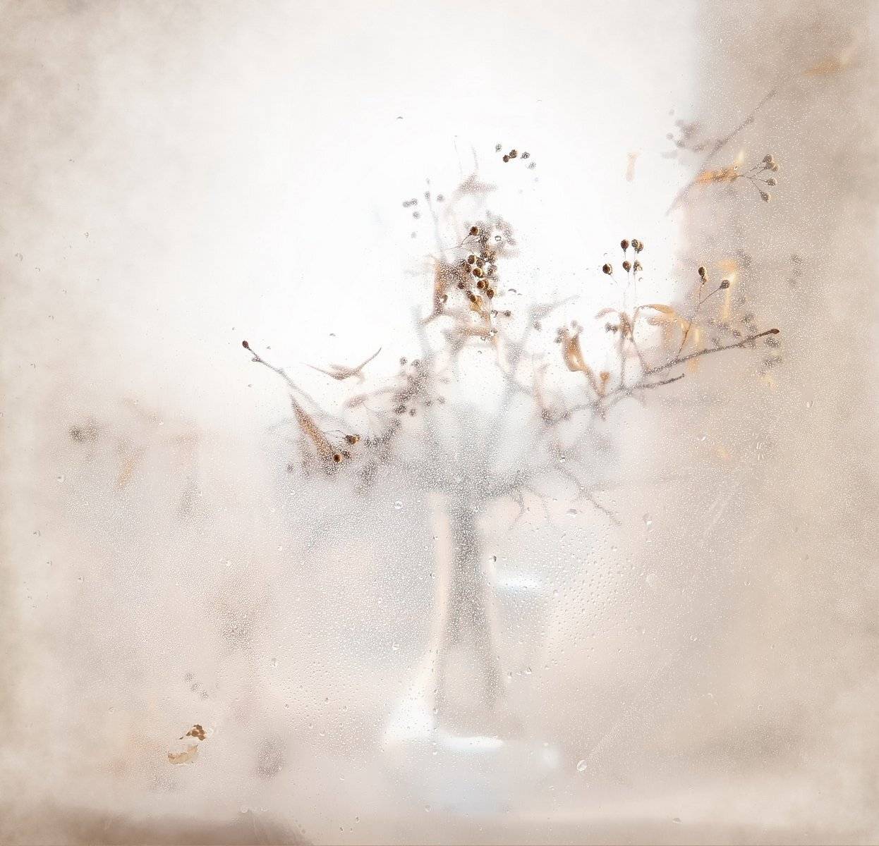 этюд,свет,липа,натюрморт, Инаида