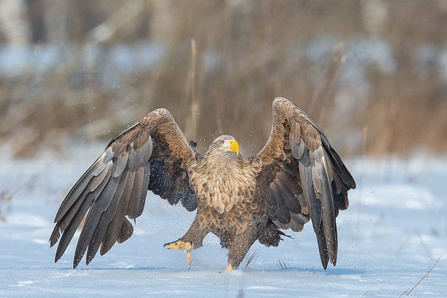 , Marek Biegalski